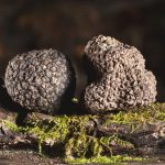 MARCHÉ AUX TRUFFES